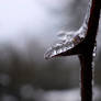 Frozen Thorn