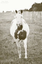 Beautiful paint horse mare