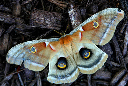 colorful little critter