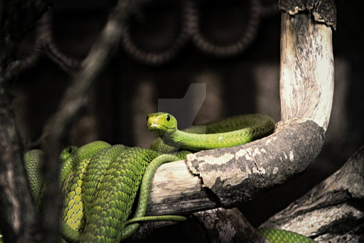 zoo: green mamba