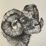Ram