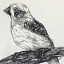 Finch drawing