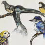 North QLD birds