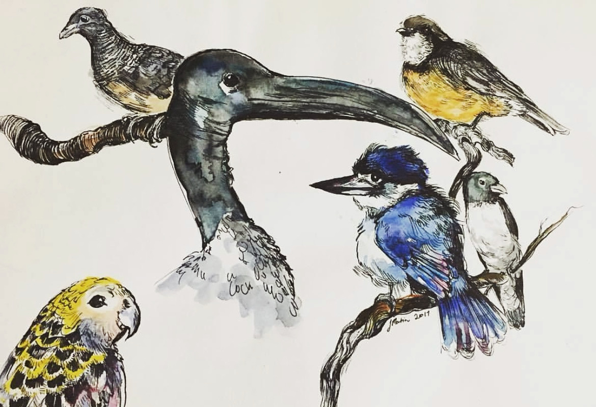 North QLD birds
