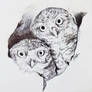 Owl sketch