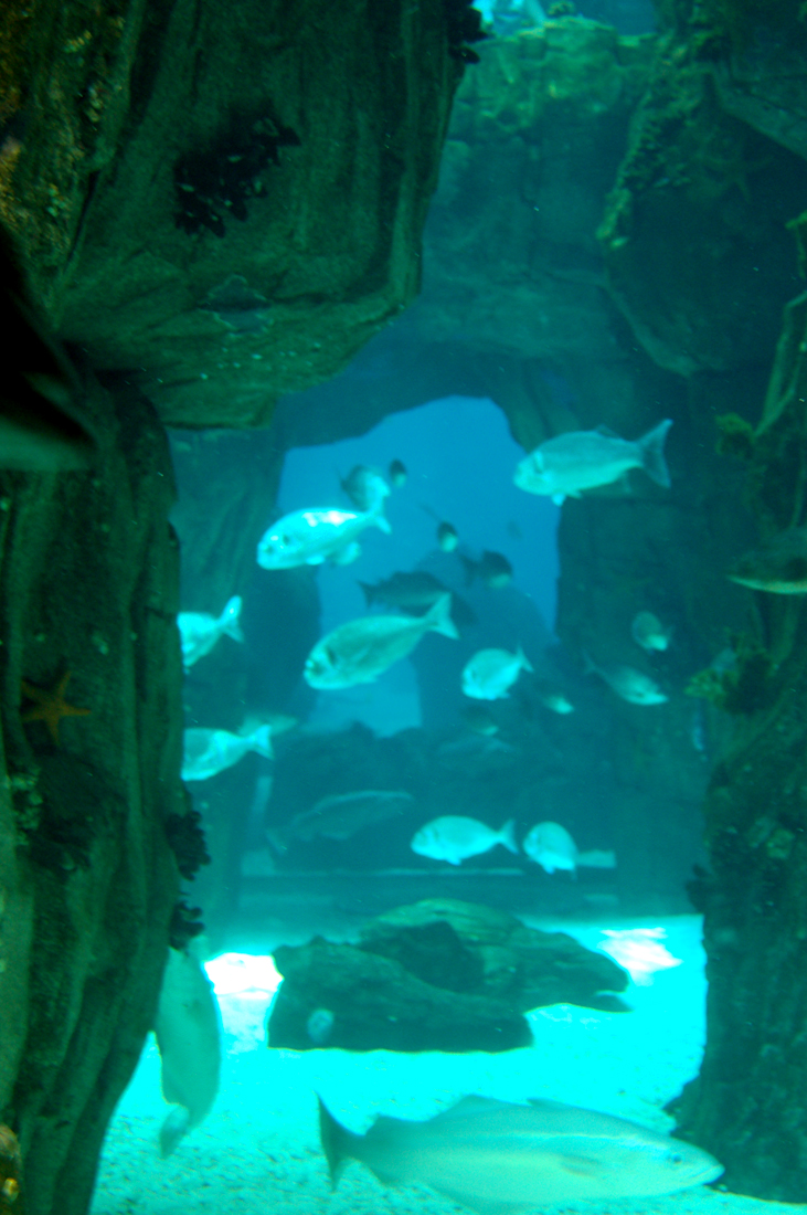 Lisbon Oceanarium 2