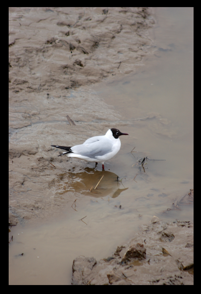 Wet feet