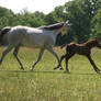 Mare and Foal .:Stock:.