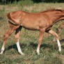 Warmblood Filly 4 .:Stock:.