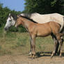 Mare and Foal 5 .:Stock:.