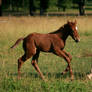 Warmblood Foal 3 .:Stock:.