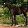 Black Filly 2 .:Stock:.