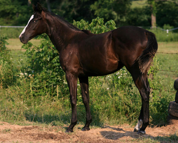 Black Filly 2 .:Stock:.