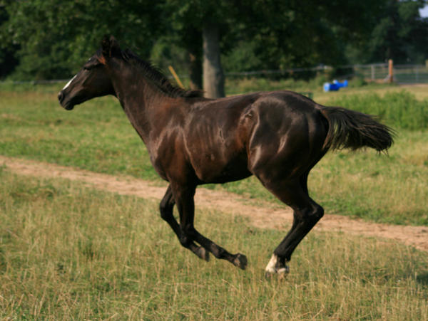 Black Filly 3 .:Stock:.