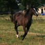 Black Filly 4 .:Stock:.