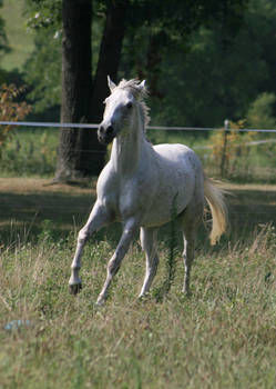 Gray Horse 5 .:Stock:.