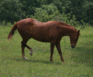 Quarter Horse 2 .:Stock:.