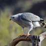 Gray Hawk