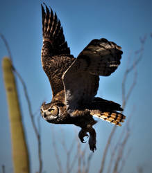 Great Horned Owl in flight