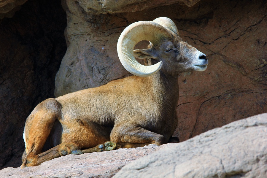 Bighorn sheep