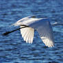 Egret flying