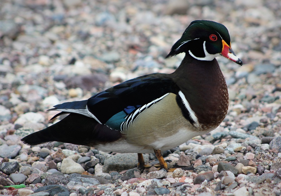 Wood Duck