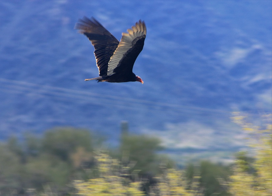 Turkey Vulture