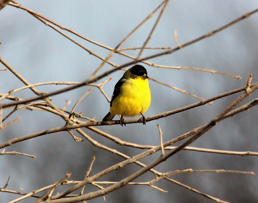 Yellow Finch