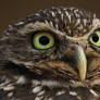 Burrowing Owl