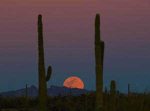 Full moon rising by finhead4ever