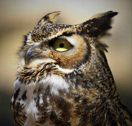 Great Horned Owl