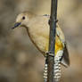 Gila Woodpecker, female