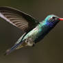 Broadbill Hummingbird
