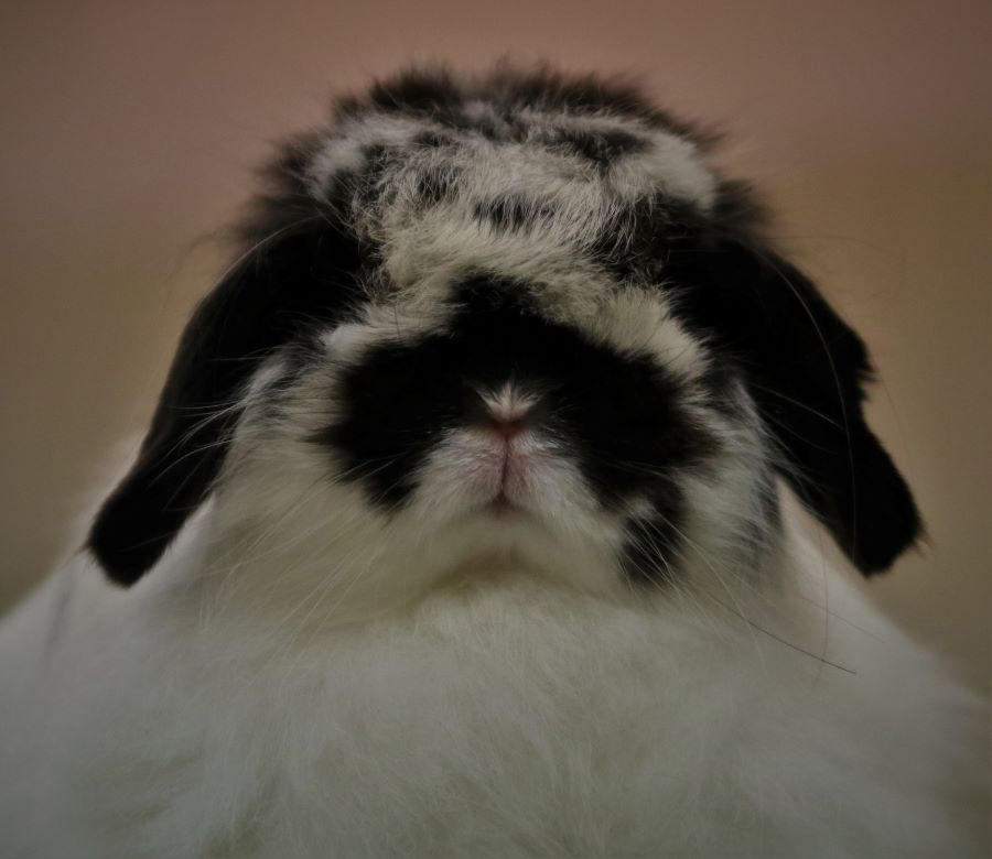 Wabbit by finhead4ever on DeviantArt