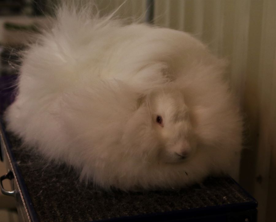 Giant Angora rabbit by finhead4ever on DeviantArt