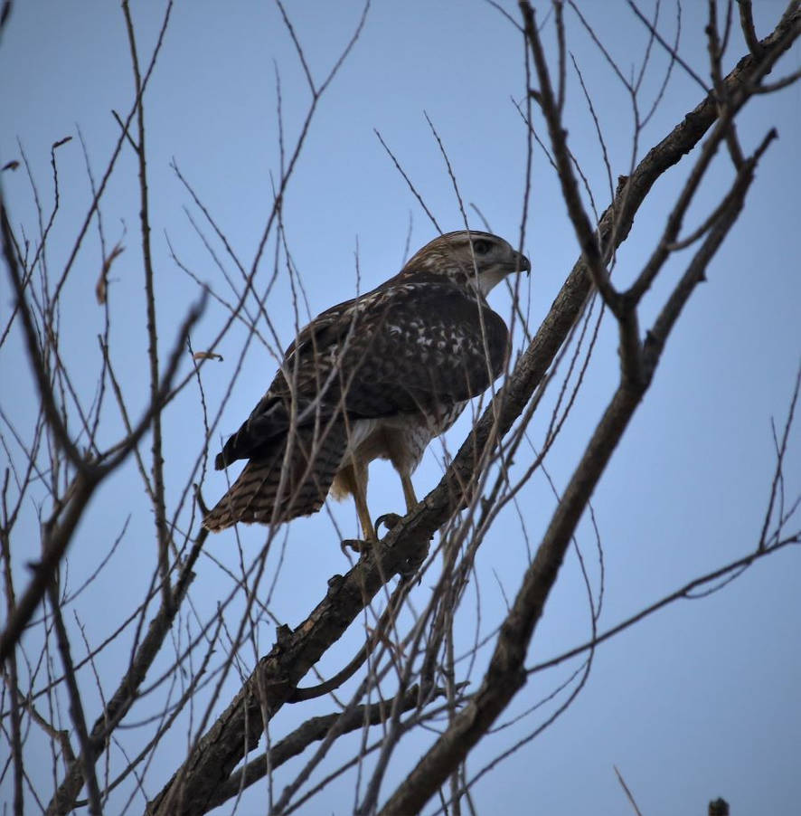 Hawk in a tree by finhead4ever on DeviantArt
