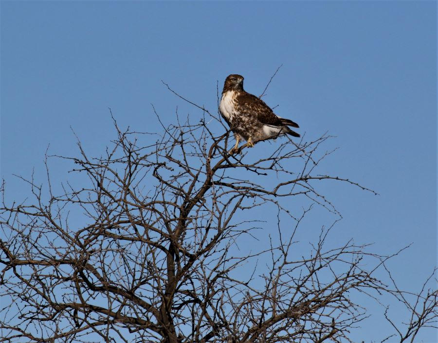 Hawk in tree by finhead4ever on DeviantArt