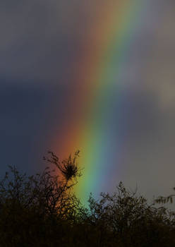 Rainbow in Mesquite trees