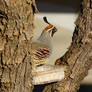 California Quail