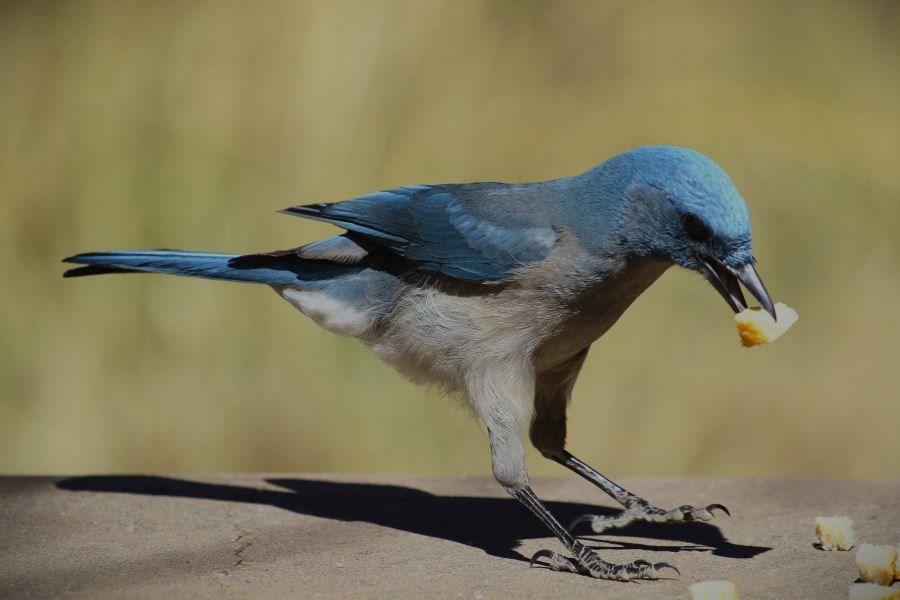 Mexican Jay