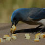 Mexican Jay gathering up bread