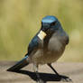 Mexican Jay
