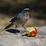 An apple a day...