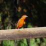 Western Tanager