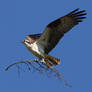 Osprey collecting nest material