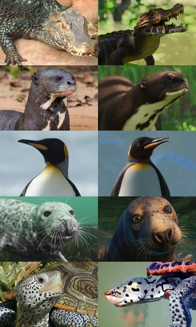 Planet Zoo Animal Comparison (Aquatic) by 98bokaj on DeviantArt Planet Zoo Animal Comparison (Aquatic) by 98bokaj on DeviantArt