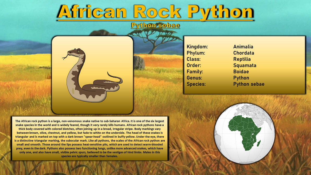 Animal Bestiary - African Rock Python by 98bokaj on DeviantArt