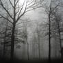 Foggy Woods 1