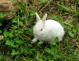 Perfect shamrock bunny