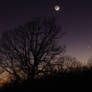 Oak, moon, and Mercury